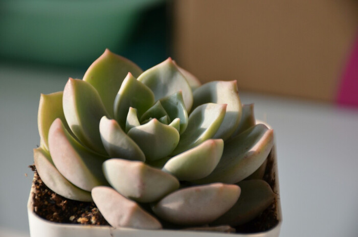 多肉植物 白牡丹
