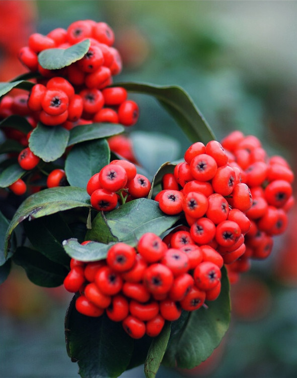 火棘pyracantha fortuneana .别称火把果,救军粮,红子刺,吉祥果.