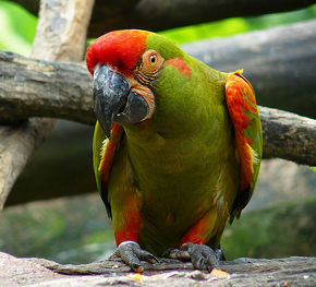 红额金刚鹦鹉产于美洲热带地区,是体型最小的金刚鹦鹉,体格壮硕强健