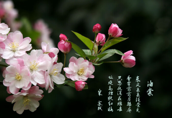 西府海棠的花语和象征代表意义:单恋