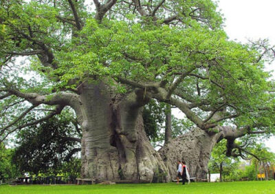 猴面包树又叫波巴布树,猢狲木或酸瓠树,是大型落叶乔木,主干短,分枝多