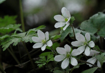 hepatica henryi 川鄂獐耳细辛,毛茛科獐耳细辛属.