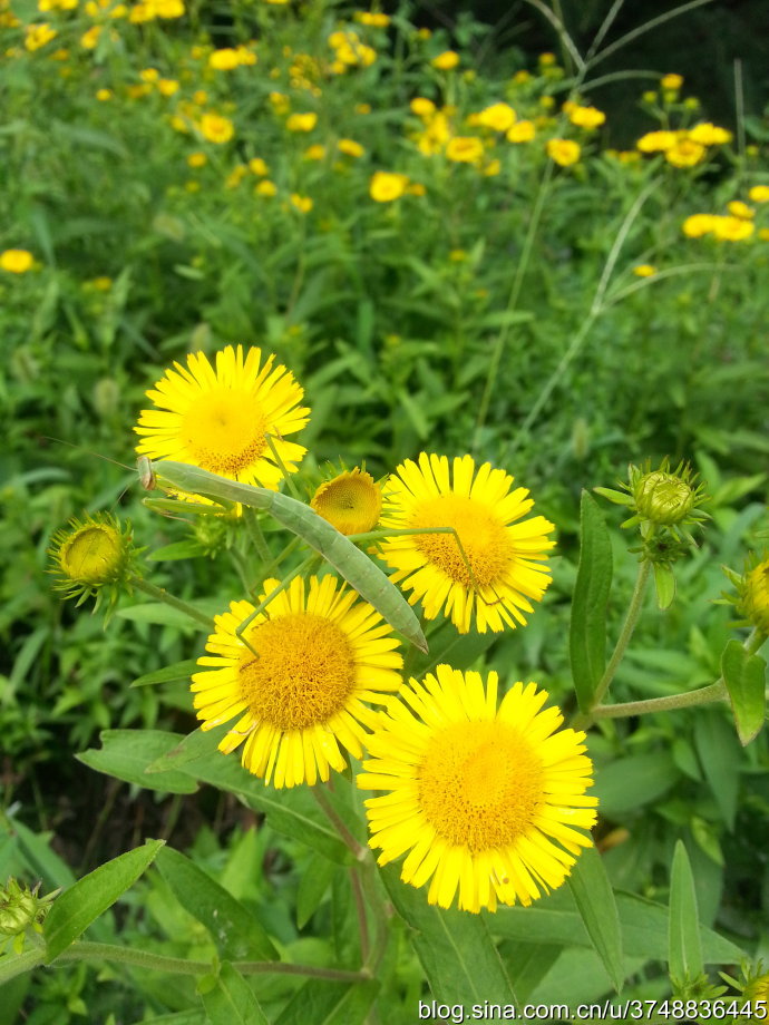 觅花影】中文学名:欧亚旋覆花 拉丁学名:inula britannica 桔梗目