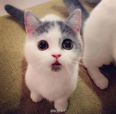 encycatpedia家的一只小猫崽嘴巴下面正好有个小黑斑,天生自带惊讶脸