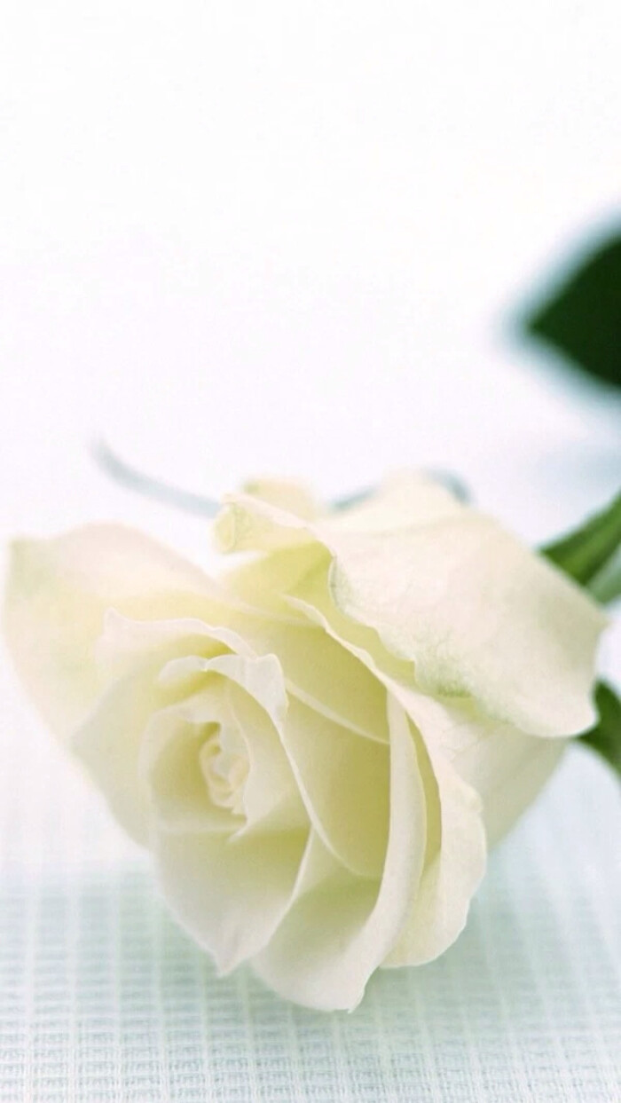 白玫瑰 