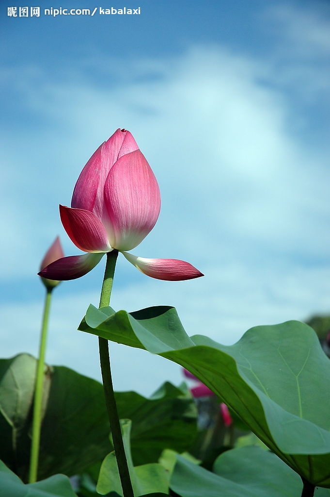 高清手机壁纸,荷花.本人钟爱的