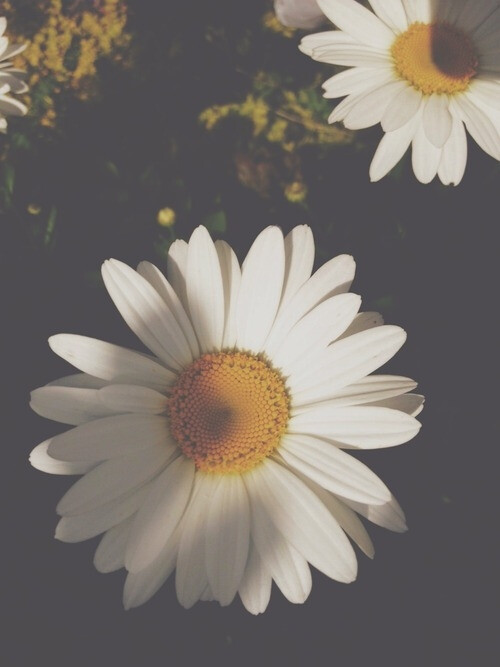 雏菊