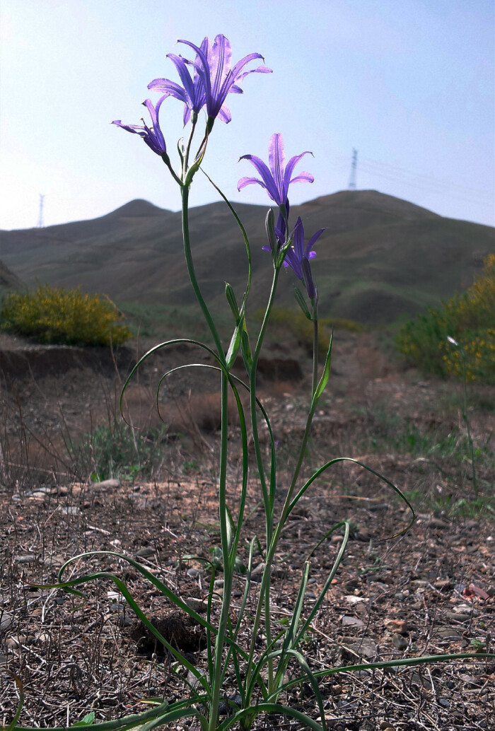 ixiolirion tataricum 鸢尾蒜,石蒜科鸢尾蒜属.