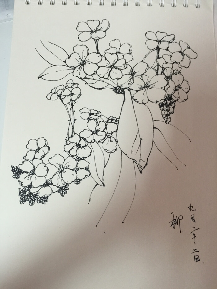 试试画花卉,从速写开始