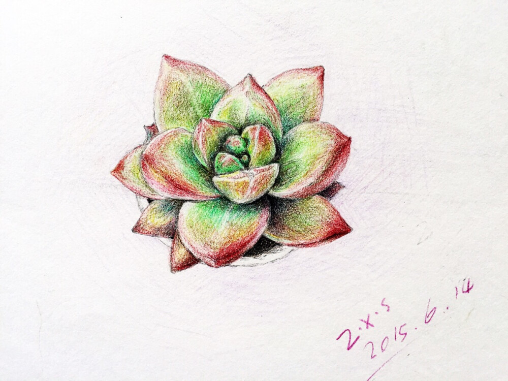 插画 静物 文艺 艺术 插画师 清新 美术 画画 原创 花卉 植物 盆栽