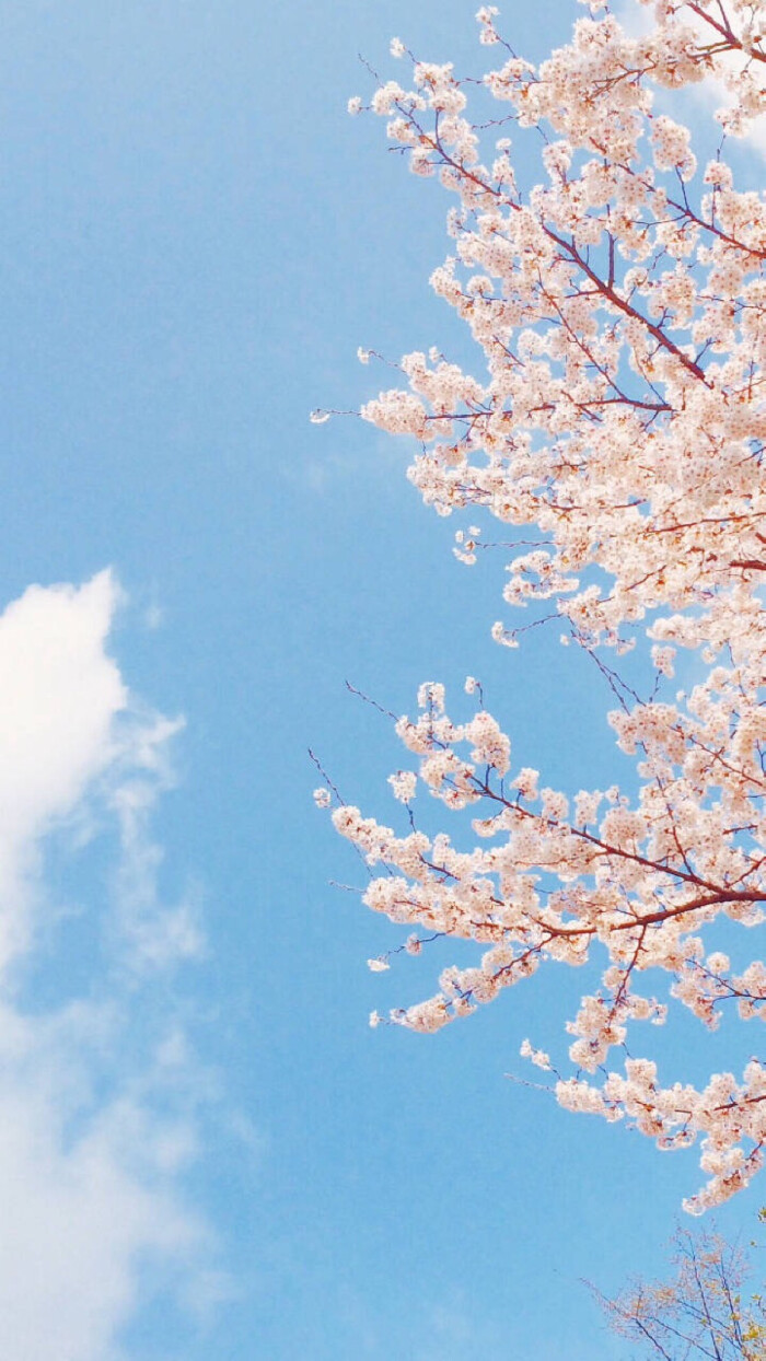 手机壁纸 风景 天空 花 6161