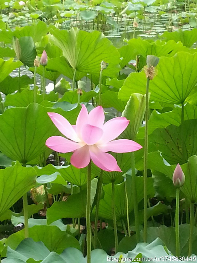 毛茛目-睡莲科-莲亚科-莲属