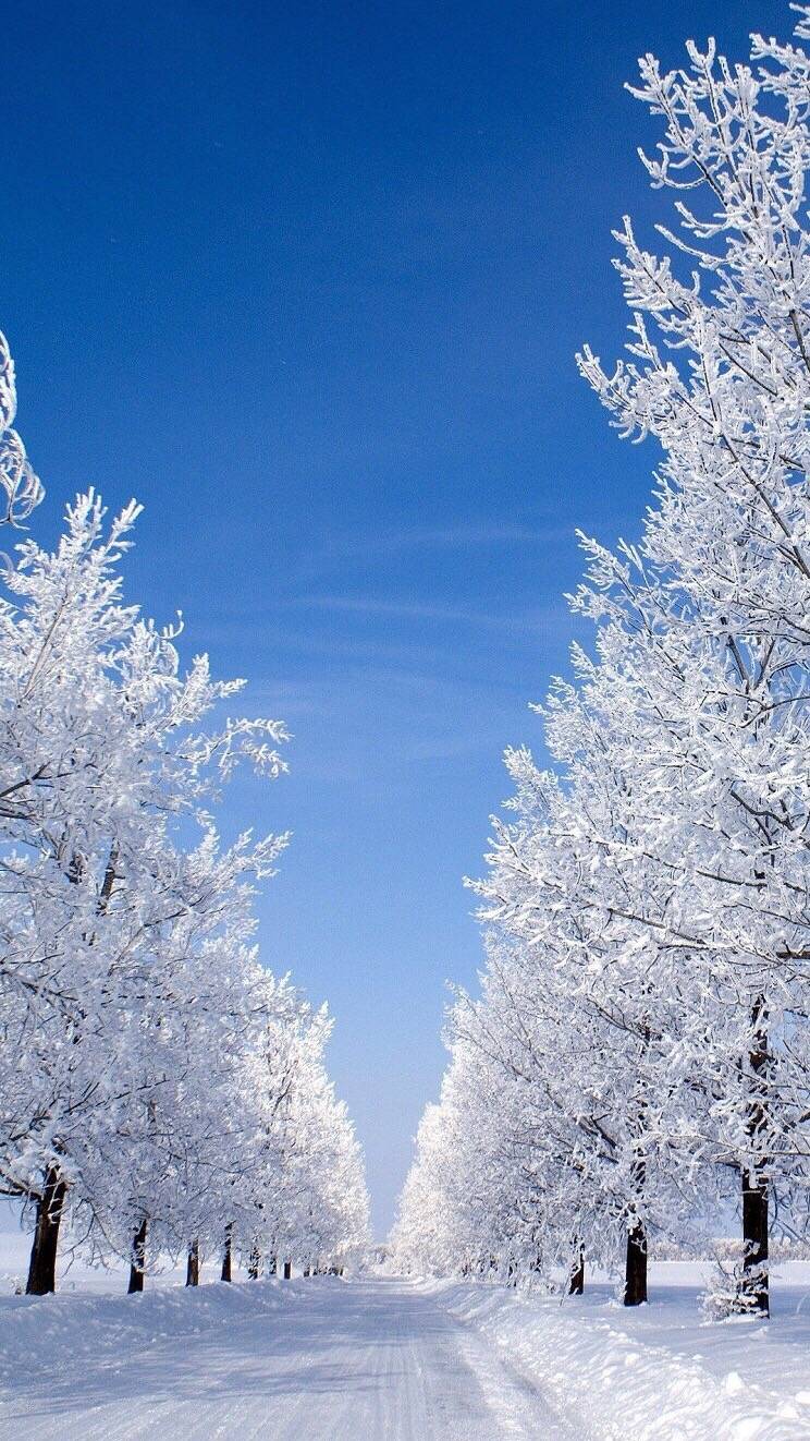 雪树冬美图壁纸