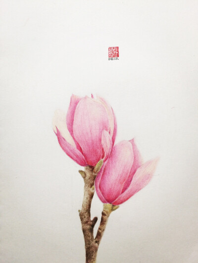 手绘 插画 静物 文艺 艺术 插画师 清新 美术 画画 原创 花卉 植物