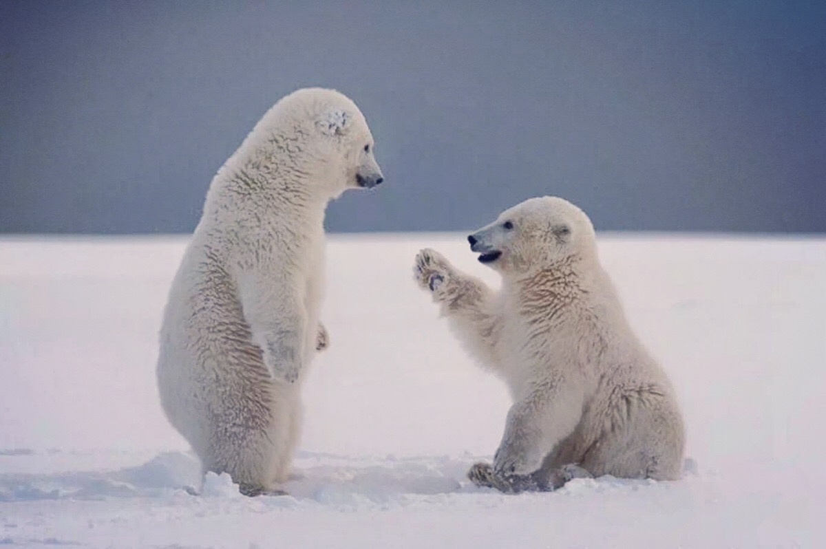 雪地上可爱北极熊妈妈和宝宝高清壁纸-壁纸图片大全