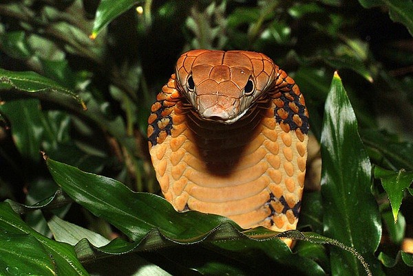 蟒蛇(python molurus),又称琴蛇,蚺,梅花蛇,是世界上最大的较原始的