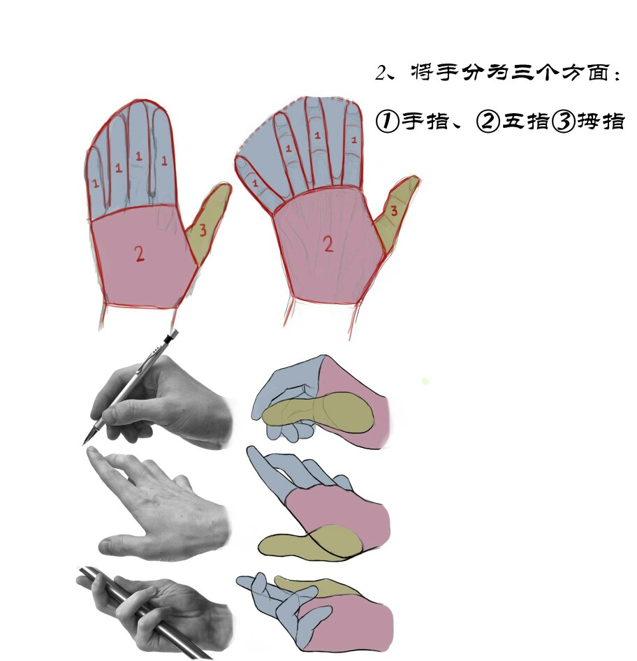 手指关节