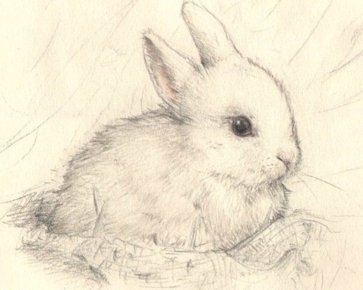 手绘动物素描小白兔