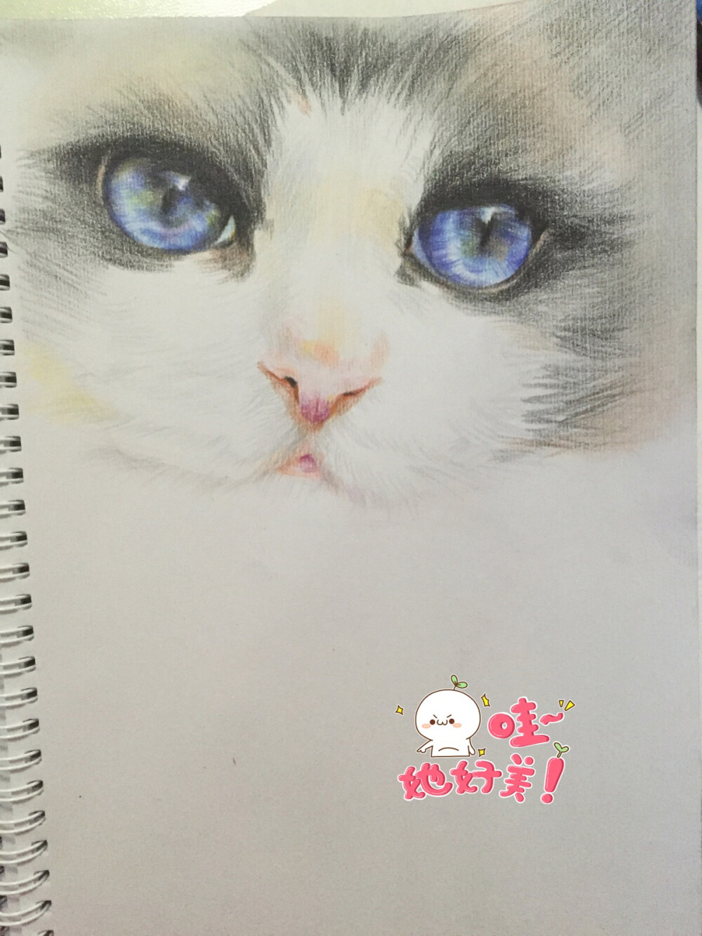 猫咪彩铅画