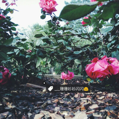 蔷薇自美 堆糖 美图壁纸兴趣社区