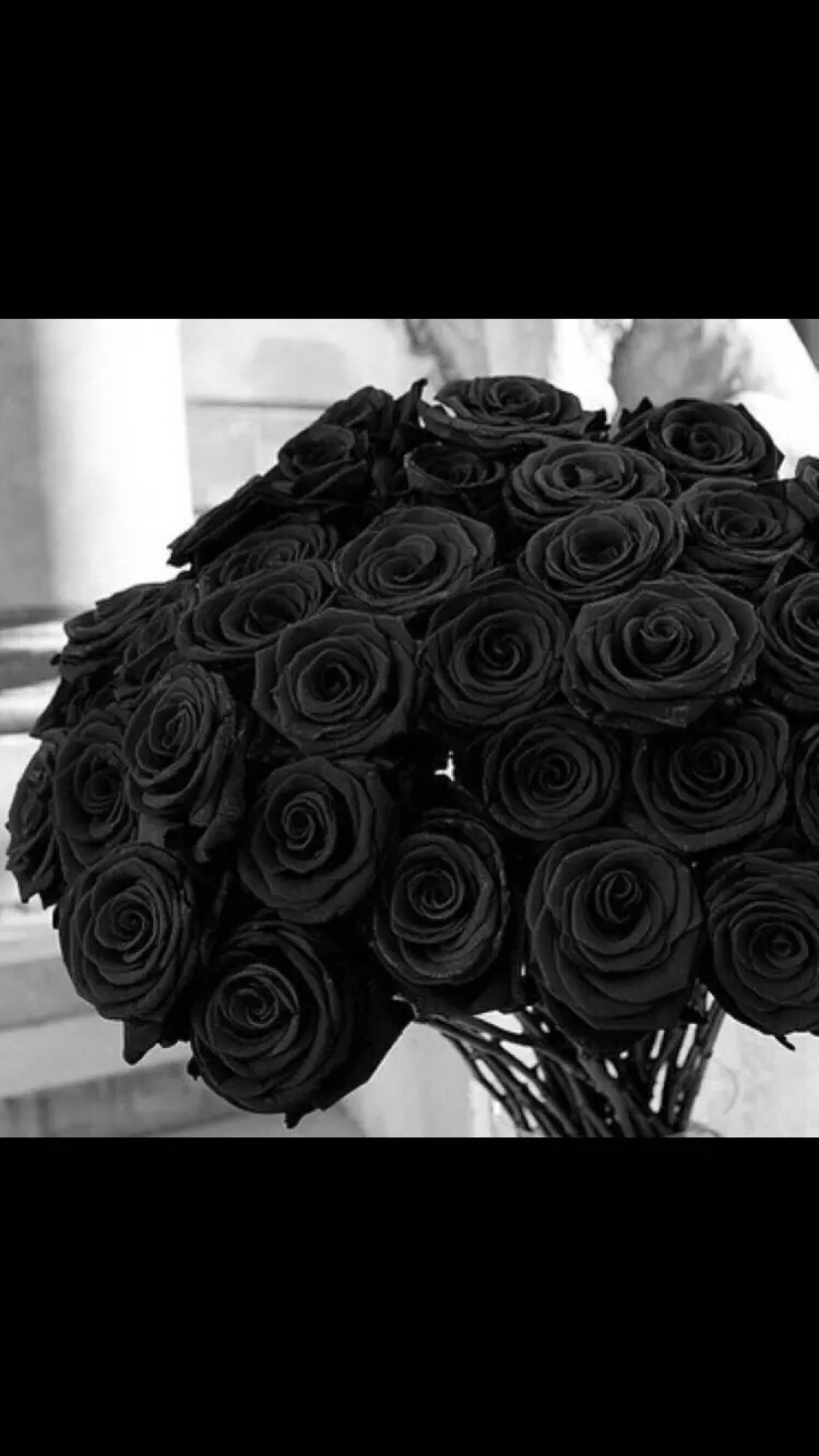 Photos Roses Black Flowers Bench Closeup Wood planks