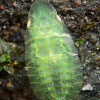 papilio troilus 银月豹凤蝶,spicebush swallowtail.幼虫.