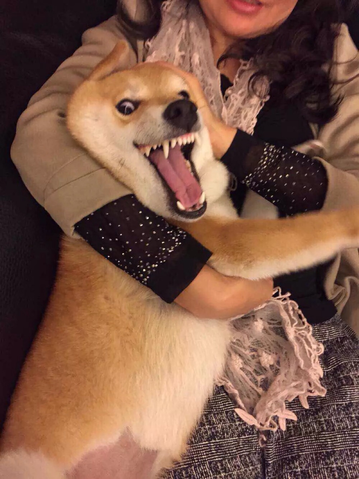 柴犬神表情