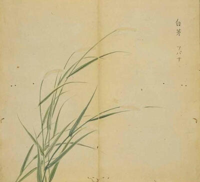 图选自《诗经名物图解》,由日本江户时代的儒学者细井徇/细井东阳撰