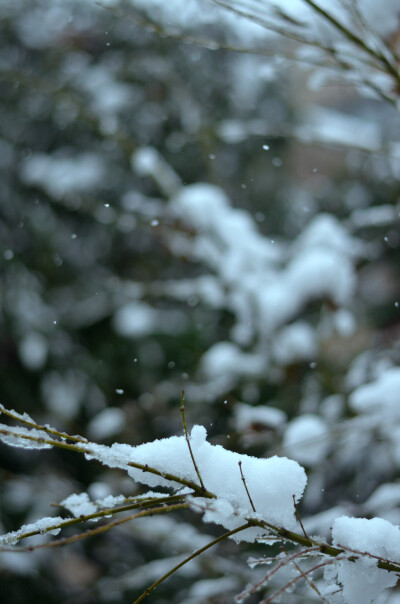 小区里的雪景