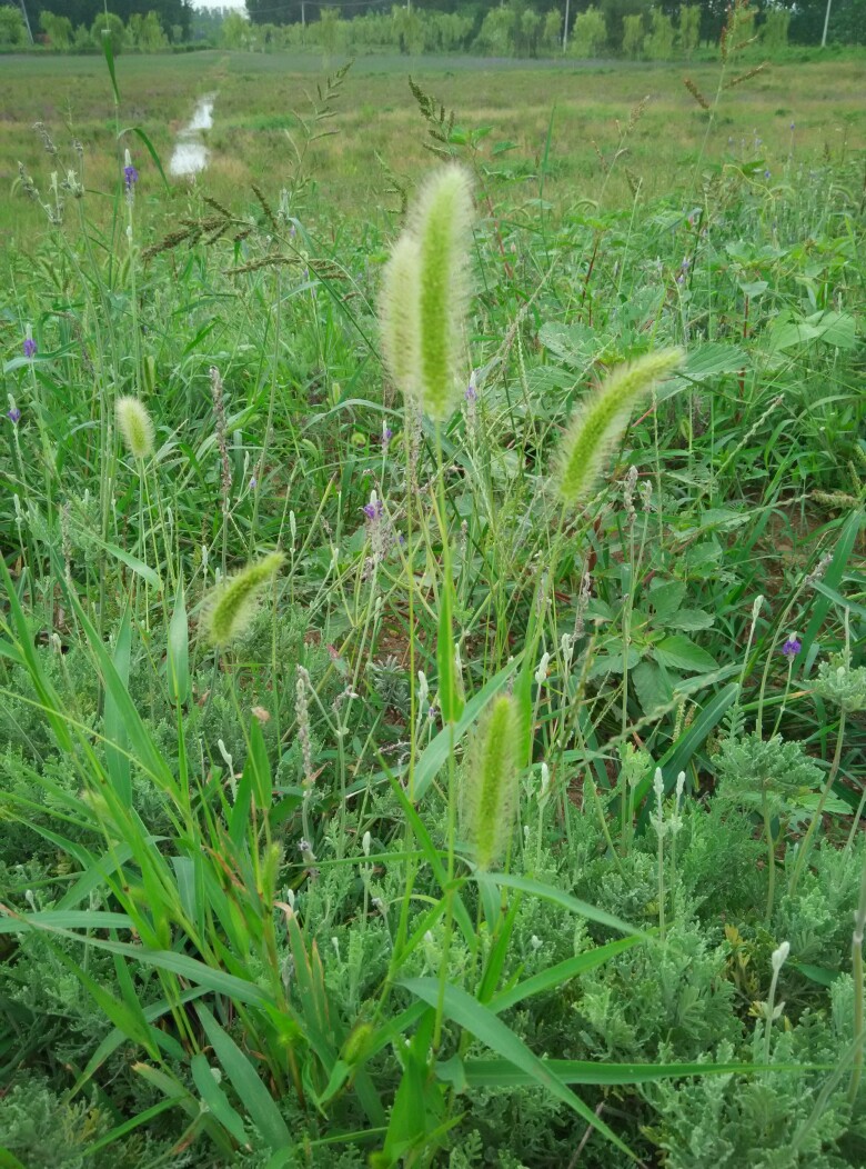 狗尾巴草