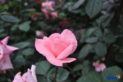 法国玫瑰,浪漫 细腻 安静 美好