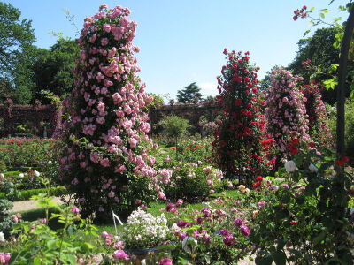 发布到  花园 图片评论 0条  收集   点赞  评论  法国 马恩河谷 玫瑰