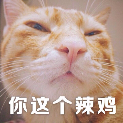 头像 搞笑 猫