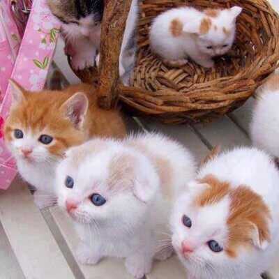 宠物_萌宠_可爱_动物_壁纸_插图_桌面_美图_头像_素材_喵星人_猫
