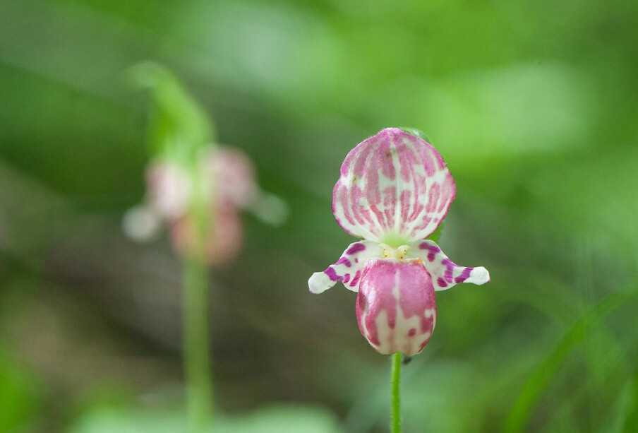 cypripedium guttatum 紫点杓兰,杓兰属.