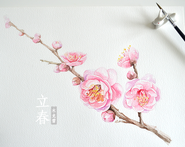 中国节气,二十四节气,立春,梅花 水彩画 原创 植物 水彩 手绘 插画