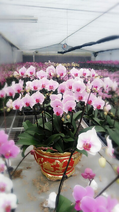 美丽的兰花