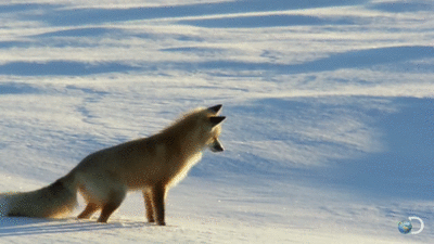 北极狐的捕食方式