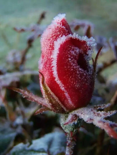 雪中玫瑰