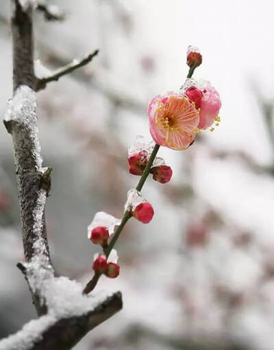 雪中梅花