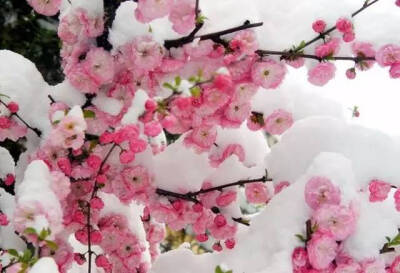 雪中梅花