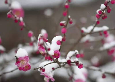 雪中梅花