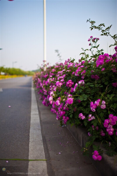 路边的风景