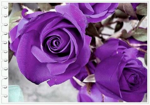 「玫瑰」『紫玫瑰』[花语]—紫玫瑰是玫瑰花的一个品种,花朵娇小,但