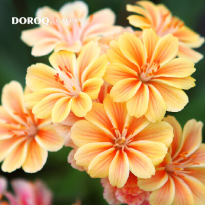 doroq新入荷#露薇花,别名又叫琉维草.