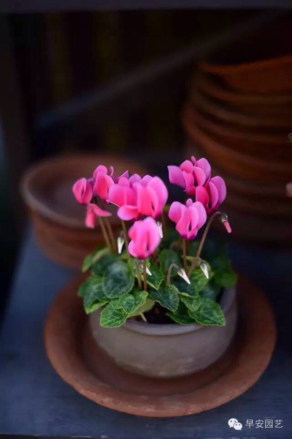 仙客来 Cyclamen Persicum Mill 别名 堆糖 美图壁纸兴趣社区