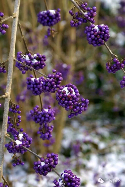 紫珠的果实颜色奇特,可以植于庭院或者盆栽观赏.