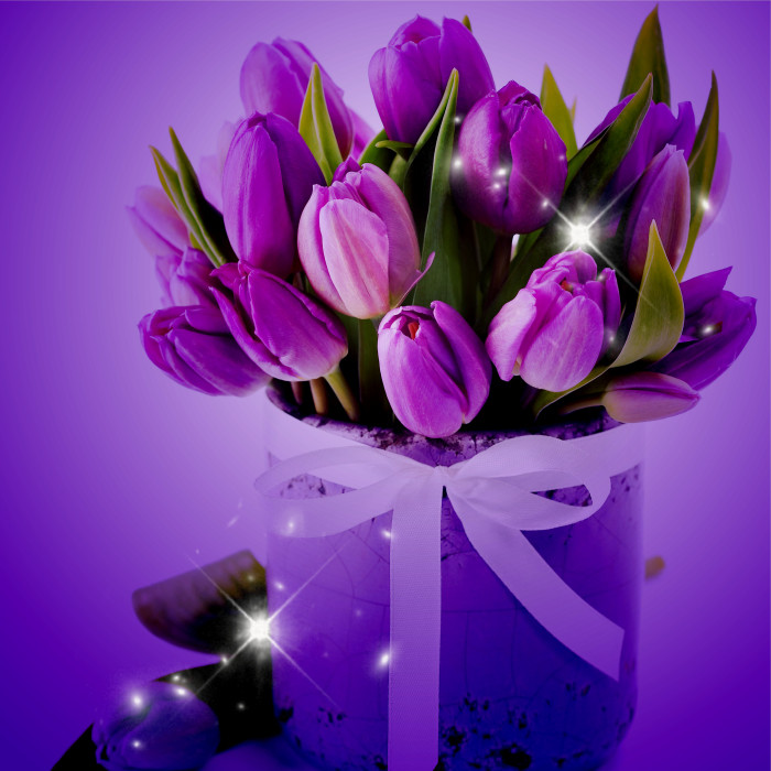 紫色郁金香花语:高贵的爱,无尽的爱 ,最爱 永不磨灭的爱情,永恒的爱
