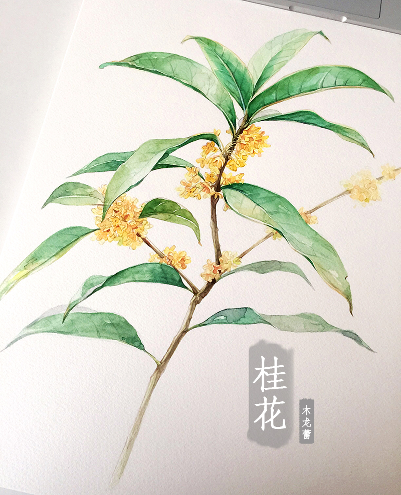 八月桂花香 桂子月中落,天香云外飘 水彩画 插画 桂花 丹桂 植物 小