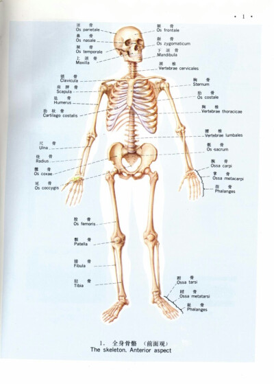 人体骨骼结构